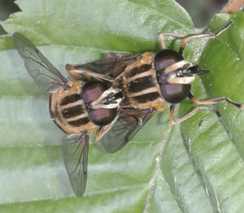 Syrphidae : coppia di Helophilus pendulus